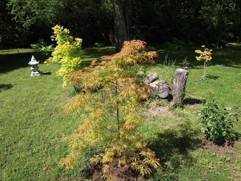 - Acer pseudosieboldianum 'ISLID' Japanese Maple - Mr Maple │ Buy Japanese Maple Trees