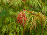 - Acer pseudosieboldianum 'ISLID' Japanese Maple - Mr Maple │ Buy Japanese Maple Trees