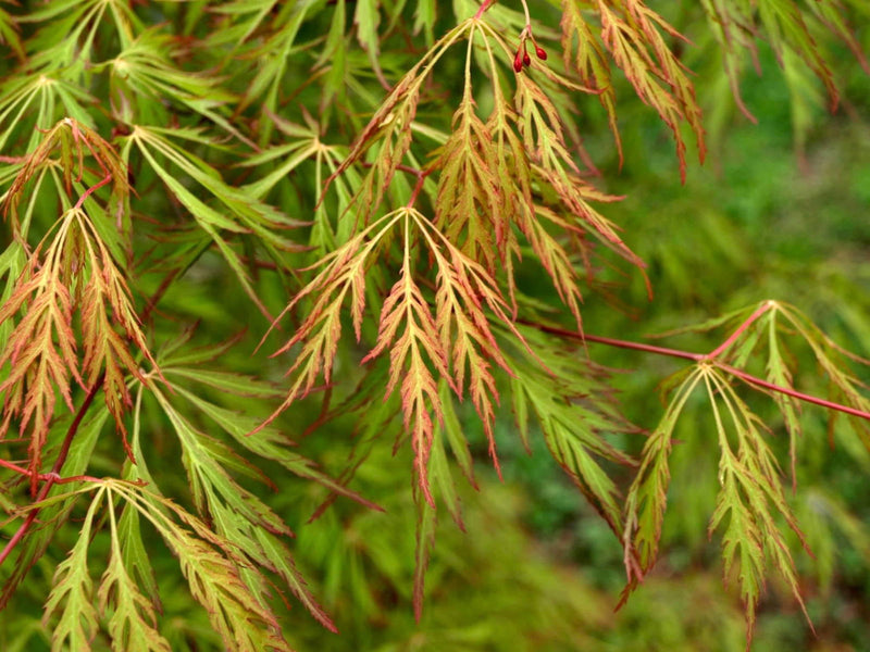 - Acer pseudosieboldianum 'ISLID' Japanese Maple - Mr Maple │ Buy Japanese Maple Trees