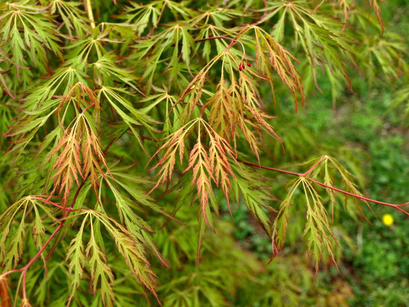 - Acer pseudosieboldianum 'ISLID' Japanese Maple - Mr Maple │ Buy Japanese Maple Trees