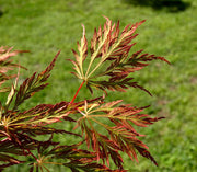 - Acer pseudosieboldianum 'ISLID' Japanese Maple - Mr Maple │ Buy Japanese Maple Trees