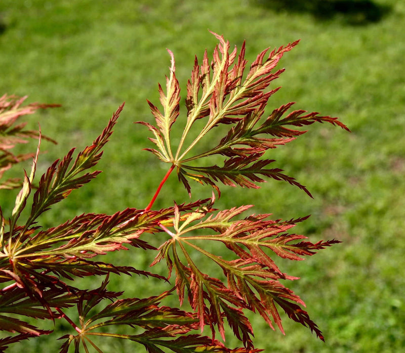 - Acer pseudosieboldianum 'ISLID' Japanese Maple - Mr Maple │ Buy Japanese Maple Trees