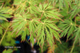 - Acer pseudosieboldianum 'ISLID' Japanese Maple - Mr Maple │ Buy Japanese Maple Trees