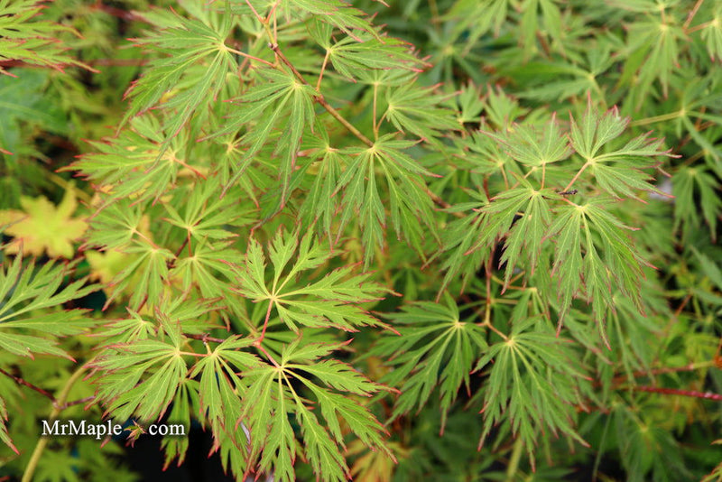 - Acer pseudosieboldianum 'ISLID' Japanese Maple - Mr Maple │ Buy Japanese Maple Trees