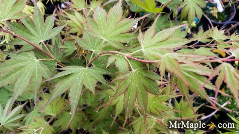 - Acer pseudosieboldianum 'IslAVL' Japanese Maple - Mr Maple │ Buy Japanese Maple Trees
