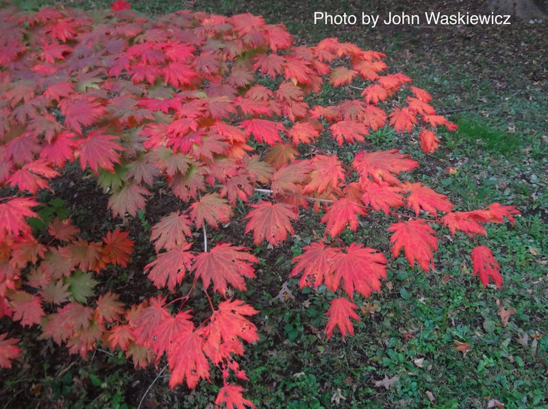 - Acer pseudosieboldianum Japanese Maple - Mr Maple │ Buy Japanese Maple Trees