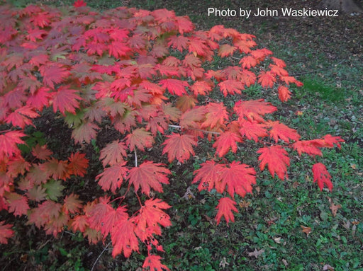 - Acer pseudosieboldianum Japanese Maple - Mr Maple │ Buy Japanese Maple Trees