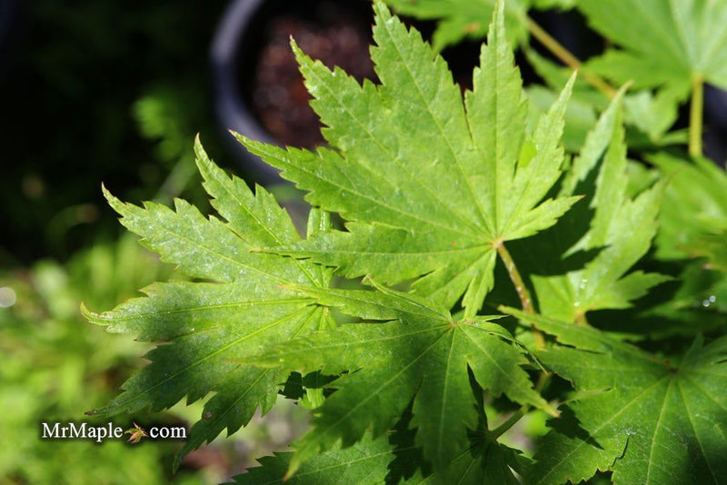 - Acer pseudosieboldianum Japanese Maple - Mr Maple │ Buy Japanese Maple Trees
