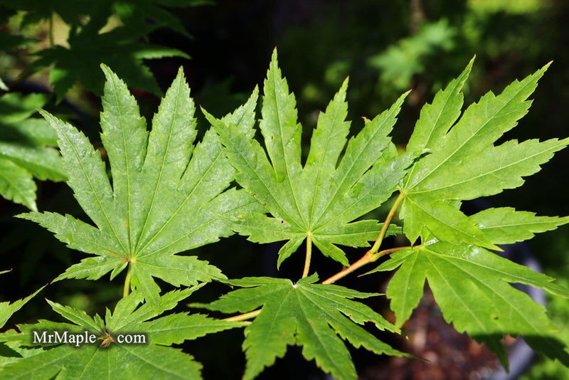 - Acer pseudosieboldianum Japanese Maple - Mr Maple │ Buy Japanese Maple Trees