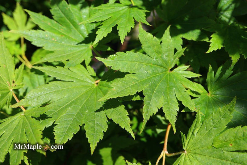 - Acer pseudosieboldianum Japanese Maple - Mr Maple │ Buy Japanese Maple Trees