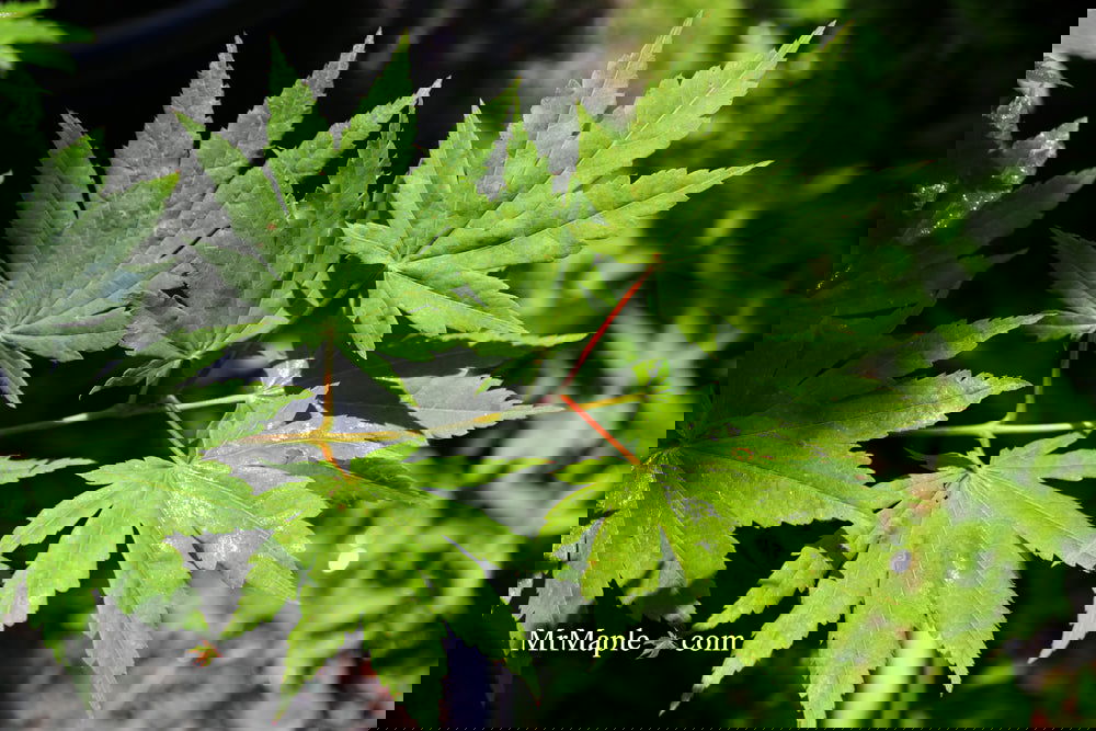 Buy Acer pseudosieboldianum Japanese Maple — Mr Maple │ Buy