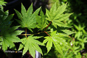 - Acer pseudosieboldianum Japanese Maple - Mr Maple │ Buy Japanese Maple Trees