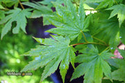 - Acer pseudosieboldianum Japanese Maple - Mr Maple │ Buy Japanese Maple Trees