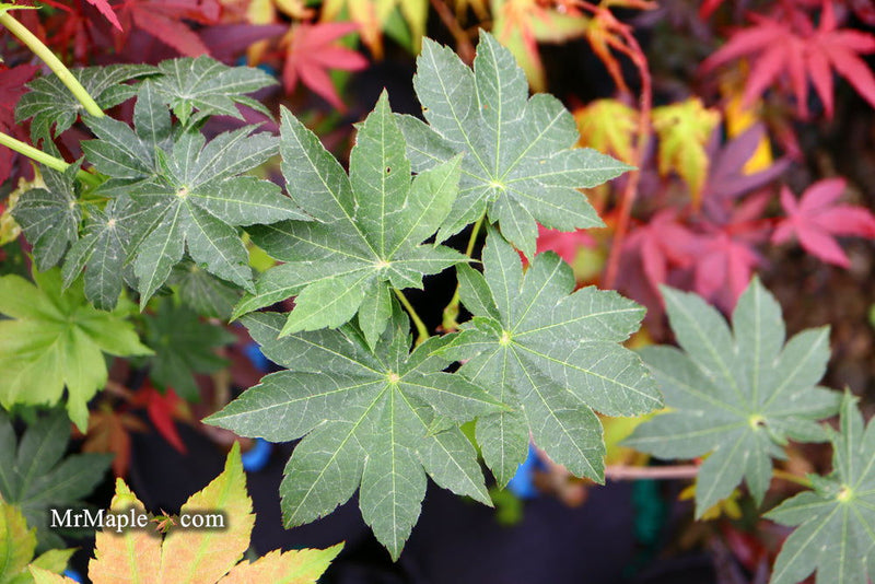 - Acer pseudosieboldianum 'Morris Column' Rare Columnar Maple - Mr Maple │ Buy Japanese Maple Trees