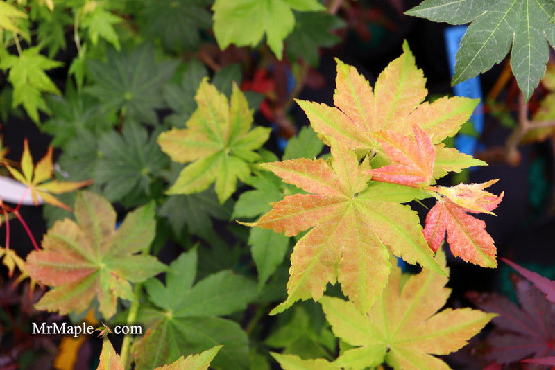 - Acer pseudosieboldianum 'Morris Column' Rare Columnar Maple - Mr Maple │ Buy Japanese Maple Trees