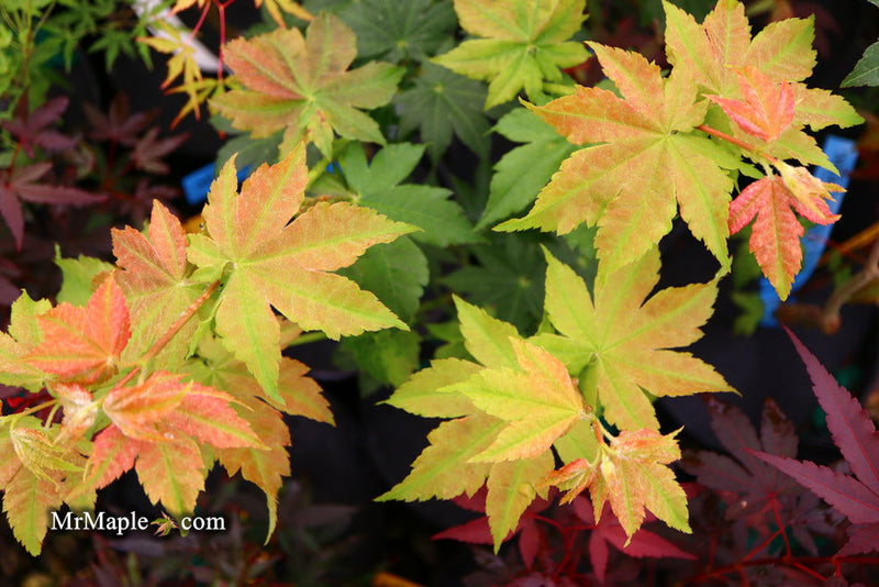 - Acer pseudosieboldianum 'Morris Column' Rare Columnar Maple - Mr Maple │ Buy Japanese Maple Trees