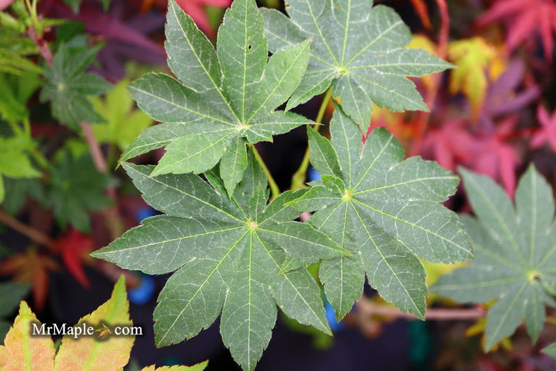 - Acer pseudosieboldianum 'Morris Column' Rare Columnar Maple - Mr Maple │ Buy Japanese Maple Trees