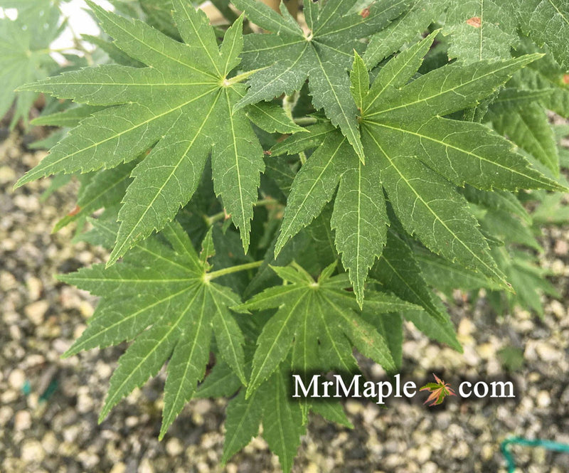 - Acer pseudosieboldianum 'Select' Columnar Cold Tolerant Maple - Mr Maple │ Buy Japanese Maple Trees