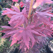 - Acer pseudosieboldianum 'Select' Columnar Cold Tolerant Maple - Mr Maple │ Buy Japanese Maple Trees