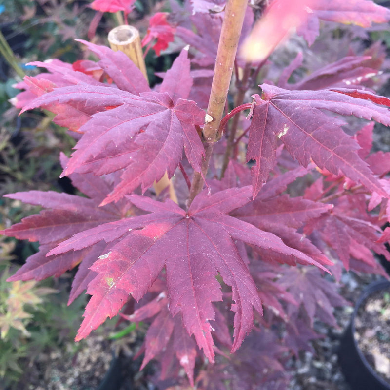 - Acer pseudosieboldianum 'Select' Columnar Cold Tolerant Maple - Mr Maple │ Buy Japanese Maple Trees