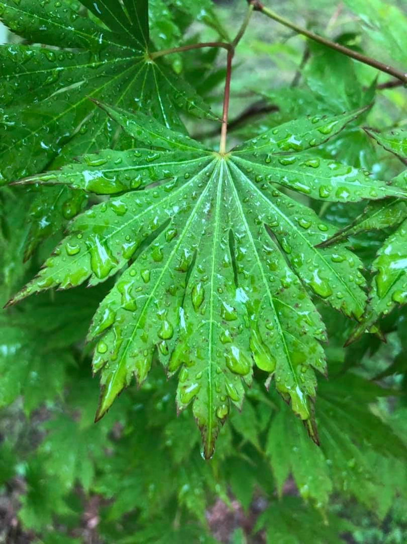 - Acer pseudosieboldianum X 'IsLNW' Cold Tolerant Japanese Maple - Mr Maple │ Buy Japanese Maple Trees