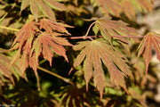 - Acer pseudosieboldianum X 'IsLNW' Cold Tolerant Japanese Maple - Mr Maple │ Buy Japanese Maple Trees
