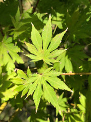 - Acer pseudosieboldianum X 'IsLNW' Cold Tolerant Japanese Maple - Mr Maple │ Buy Japanese Maple Trees