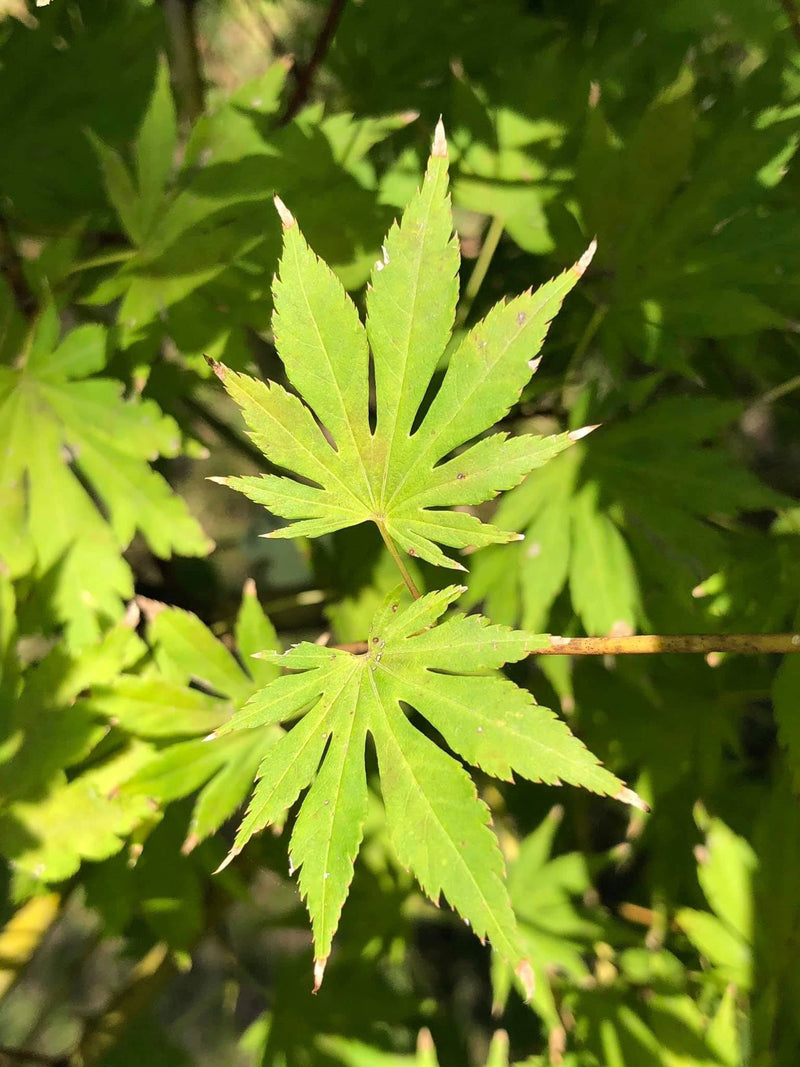 - Acer pseudosieboldianum X 'IsLNW' Cold Tolerant Japanese Maple - Mr Maple │ Buy Japanese Maple Trees
