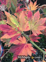 - Acer pseudosieboldianum X 'IsLNW' Cold Tolerant Japanese Maple - Mr Maple │ Buy Japanese Maple Trees