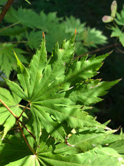 - Acer pseudosieboldianum X 'IsLNW' Cold Tolerant Japanese Maple - Mr Maple │ Buy Japanese Maple Trees