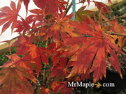 - Acer pseudosieboldianum X 'IsLNW' Cold Tolerant Japanese Maple - Mr Maple │ Buy Japanese Maple Trees