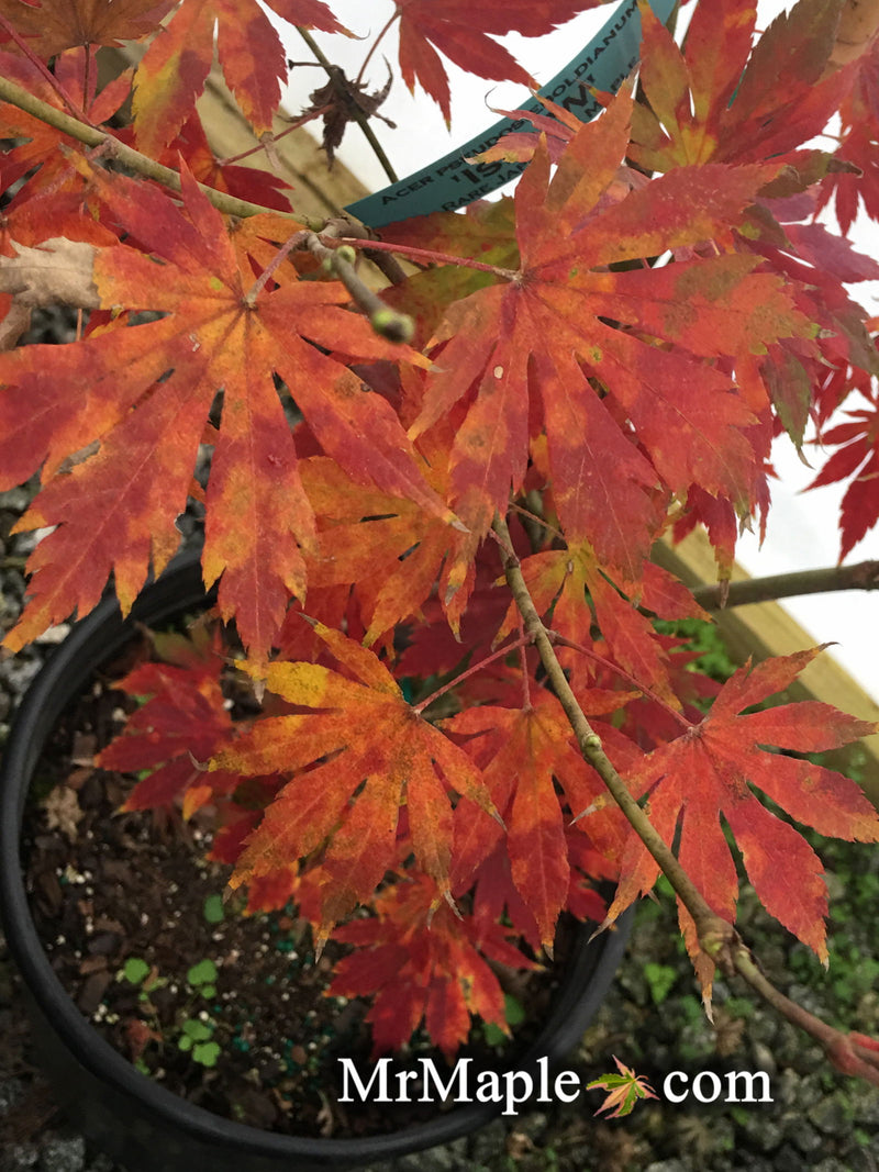 - Acer pseudosieboldianum X 'IsLNW' Cold Tolerant Japanese Maple - Mr Maple │ Buy Japanese Maple Trees