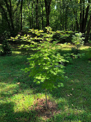 - Acer pseudosieboldianum X 'IsLNW' Cold Tolerant Japanese Maple - Mr Maple │ Buy Japanese Maple Trees