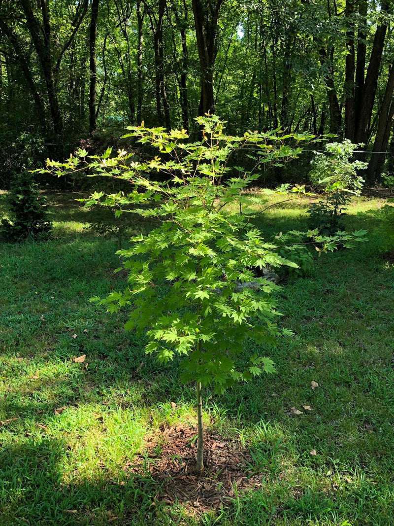- Acer pseudosieboldianum X 'IsLNW' Cold Tolerant Japanese Maple - Mr Maple │ Buy Japanese Maple Trees
