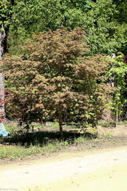 - Acer pseudosieboldianum X 'IsLNW' Cold Tolerant Japanese Maple - Mr Maple │ Buy Japanese Maple Trees