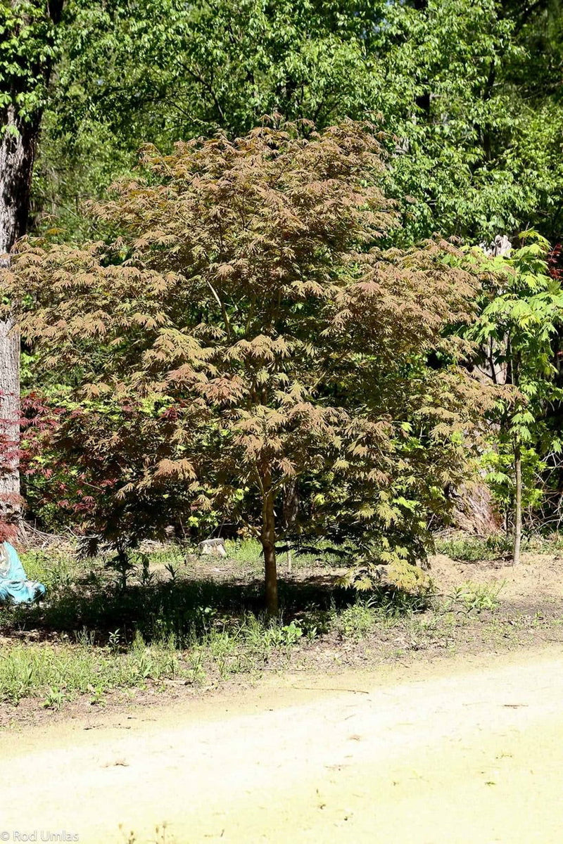 - Acer pseudosieboldianum X 'IsLNW' Cold Tolerant Japanese Maple - Mr Maple │ Buy Japanese Maple Trees