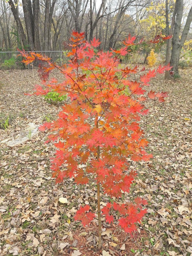 - Acer pseudosieboldianum X 'IsLNW' Cold Tolerant Japanese Maple - Mr Maple │ Buy Japanese Maple Trees