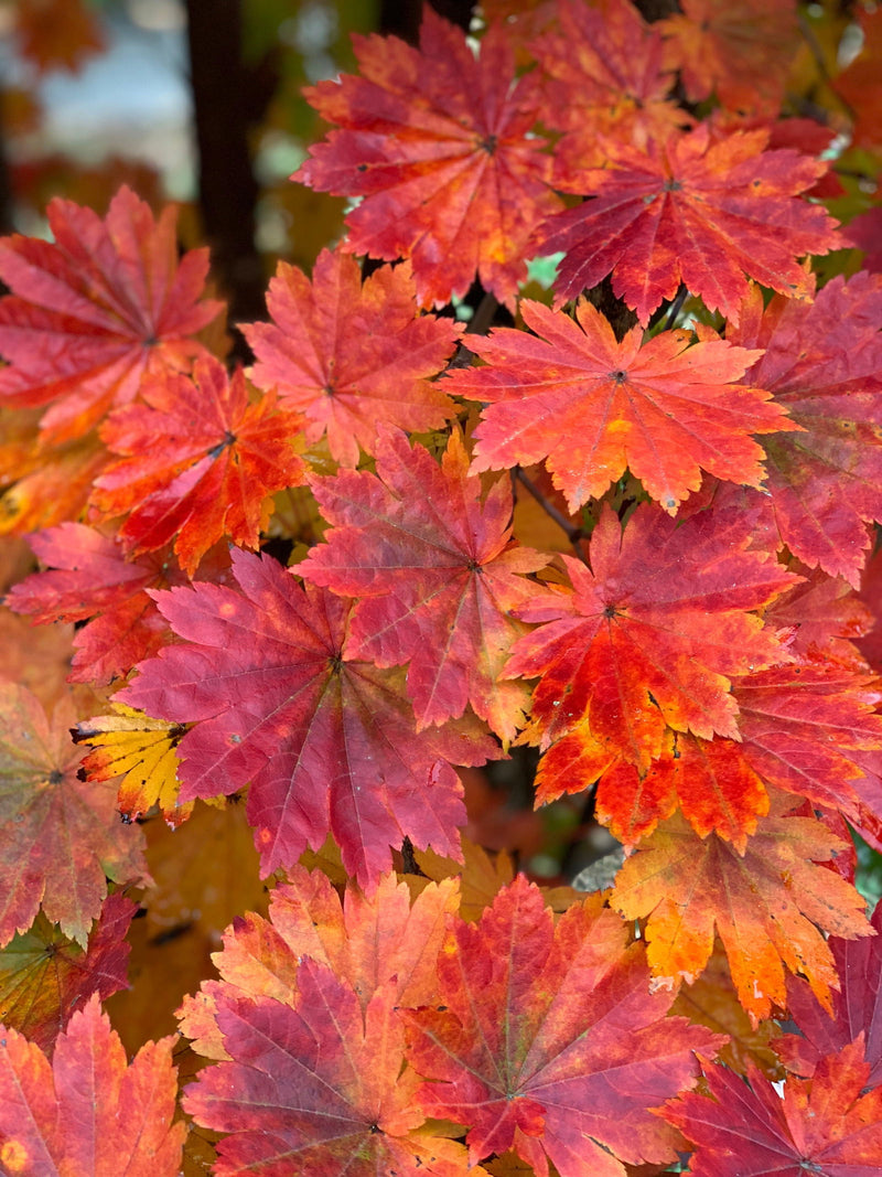 - Acer pseudosieboldianum ssp takesimense Ulleung-do Island Maple - Mr Maple │ Buy Japanese Maple Trees