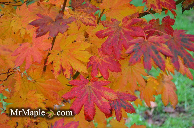 - Acer pseudosieboldianum ssp takesimense Ulleung-do Island Maple - Mr Maple │ Buy Japanese Maple Trees