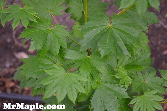 - Acer pseudosieboldianum ssp takesimense Ulleung-do Island Maple - Mr Maple │ Buy Japanese Maple Trees