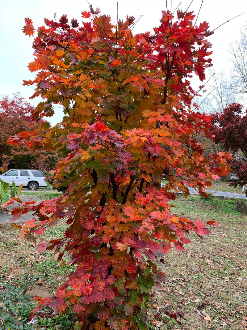- Acer pseudosieboldianum ssp takesimense Ulleung-do Island Maple - Mr Maple │ Buy Japanese Maple Trees