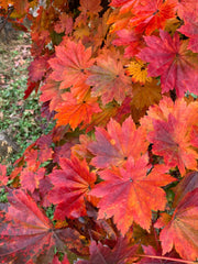 - Acer pseudosieboldianum ssp takesimense Ulleung-do Island Maple - Mr Maple │ Buy Japanese Maple Trees
