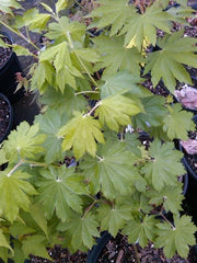 - Acer pseudosieboldianum ssp takesimense Ulleung-do Island Maple - Mr Maple │ Buy Japanese Maple Trees