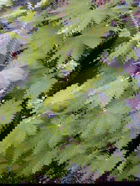 - Acer pseudosieboldianum ssp takesimense Ulleung-do Island Maple - Mr Maple │ Buy Japanese Maple Trees