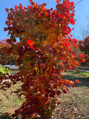 - Acer pseudosieboldianum ssp takesimense Ulleung-do Island Maple - Mr Maple │ Buy Japanese Maple Trees