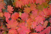 - Acer pseudosieboldianum ssp takesimense Ulleung-do Island Maple - Mr Maple │ Buy Japanese Maple Trees