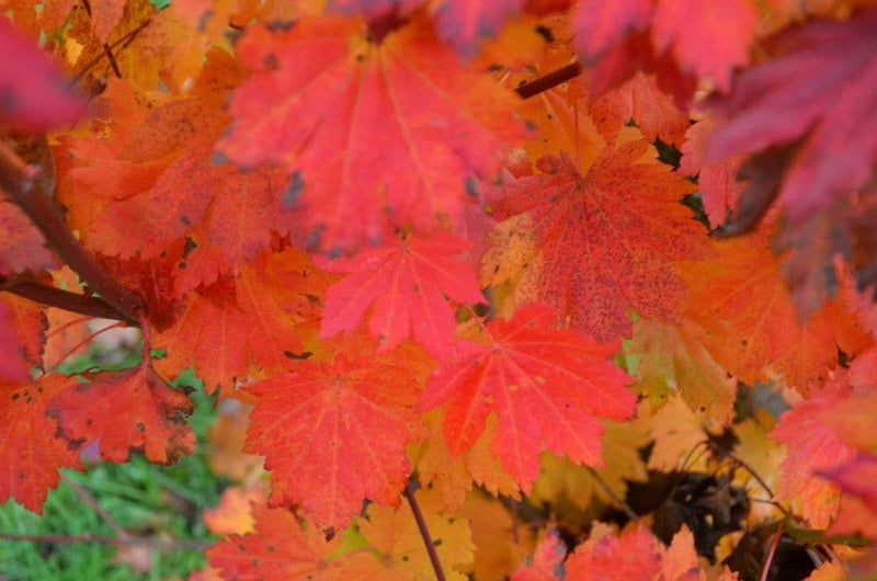 - Acer pseudosieboldianum ssp takesimense Ulleung-do Island Maple - Mr Maple │ Buy Japanese Maple Trees