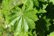 - Acer pseudosieboldianum ssp takesimense Ulleung-do Island Maple - Mr Maple │ Buy Japanese Maple Trees