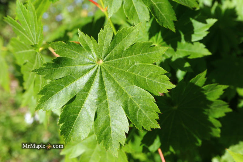 - Acer pseudosieboldianum ssp takesimense Ulleung-do Island Maple - Mr Maple │ Buy Japanese Maple Trees
