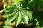 - Acer pseudosieboldianum ssp takesimense Ulleung-do Island Maple - Mr Maple │ Buy Japanese Maple Trees